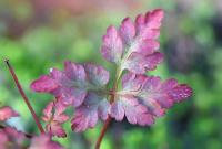 Geranium robertianum subsp. purpureum