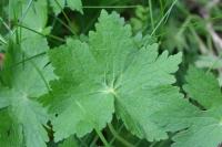 Geranium phaeum