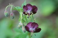 Geranium phaeum