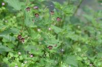 Geranium phaeum