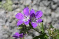 Geranium sylvaticum subsp. sylvaticum