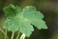 Geranium sylvaticum subsp. sylvaticum