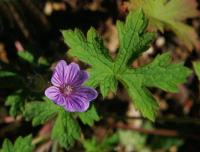 Geranium bohemicum