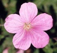 Geranium endressii