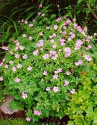 Geranium endressii