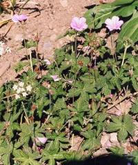 Geranium endressii