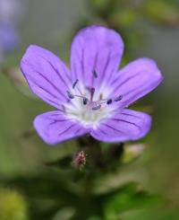 Geranium sylvaticum subsp. sylvaticum