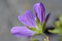 Geranium sylvaticum subsp. sylvaticum