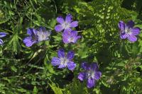 Geranium sylvaticum subsp. sylvaticum