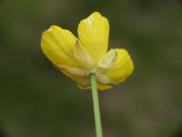 Ranunculus ollissiponensis