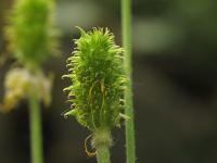 Ranunculus ollissiponensis