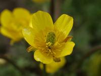 Ranunculus ollissiponensis