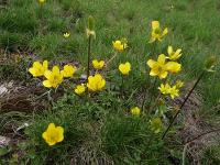 Ranunculus ollissiponensis