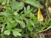 Ranunculus ollissiponensis