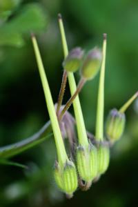 Erodium malacoides