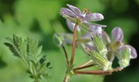 Erodium botrys