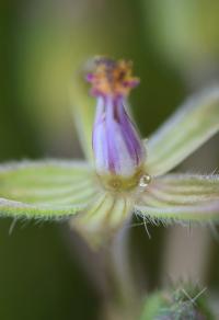 Erodium malacoides