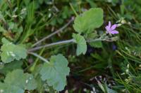 Erodium malacoides