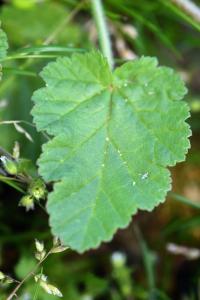 Erodium malacoides