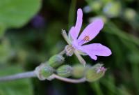 Erodium malacoides