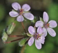 Erodium botrys