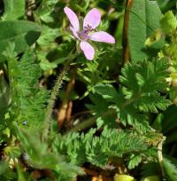 Erodium botrys