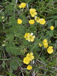 Ranunculus bulbosus