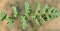 Erodium botrys