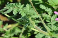 Erodium botrys