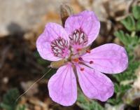 Erodium glandulosum