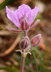 Erodium glandulosum