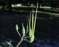 Erodium ciconium