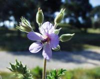 Erodium ciconium