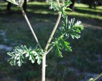 Erodium ciconium
