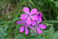 Erodium manescavii