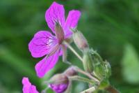 Erodium manescavii