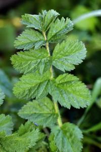 Erodium moschatum