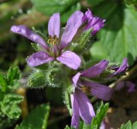 Erodium moschatum