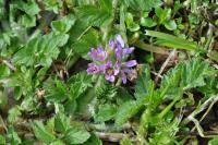 Erodium moschatum