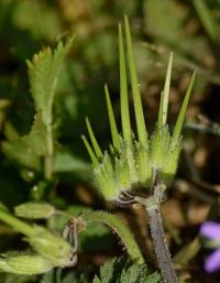 Erodium moschatum