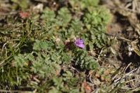 Erodium cicutarium