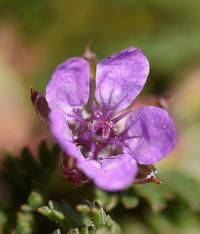 Erodium cicutarium