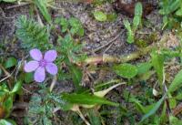 Erodium cicutarium