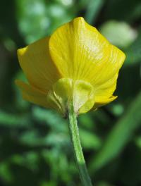 Ranunculus bulbosus