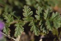 Erodium cicutarium