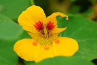 Tropaeolum majus