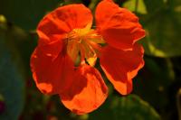 Tropaeolum majus