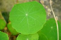 Tropaeolum majus