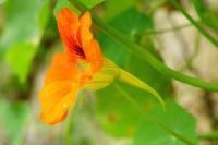 Tropaeolum majus