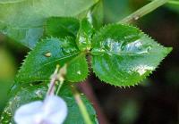 Impatiens balfourii